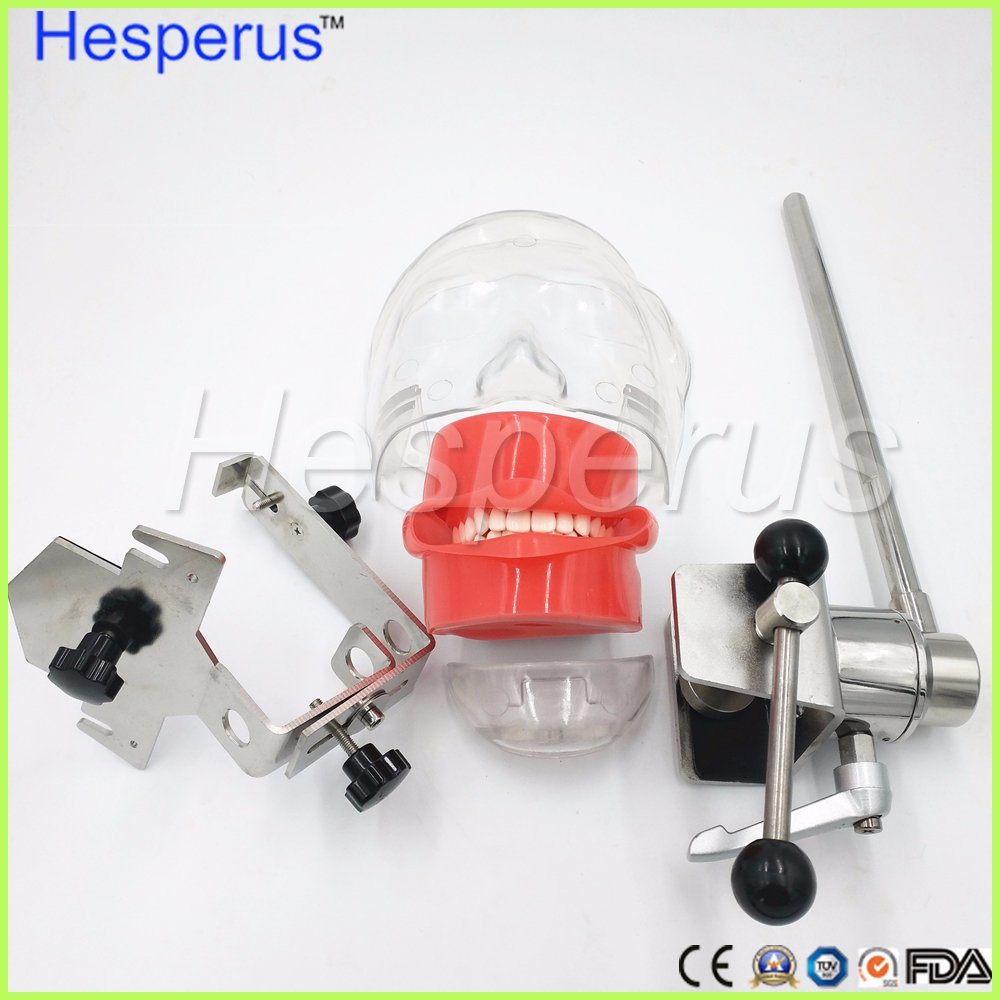 Dental Stainless Steel Simple Head Model Hesperus Dentist Model