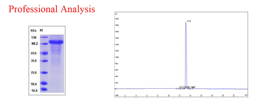 Bodybuilding Growth Peptides Follistatin 344/Follistatin 315/Ace 031 1mg/Vial