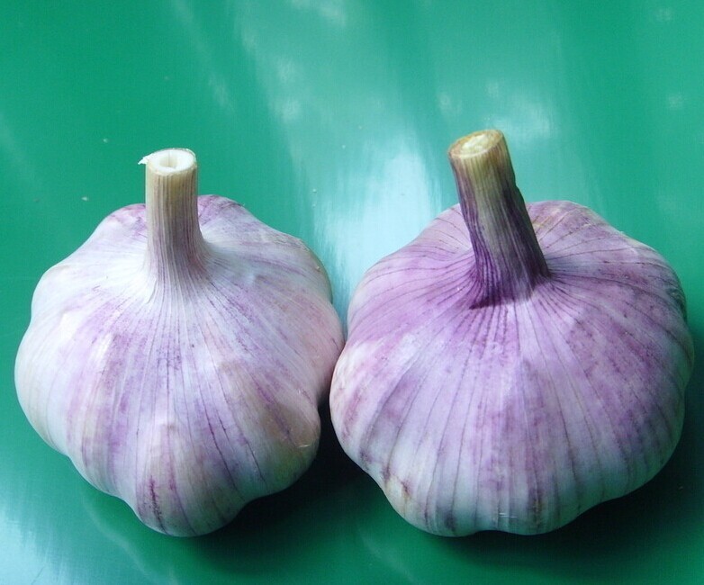 jin xiang fresh garlic jin xiang fresh garlic