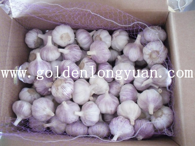 Fresh New Crop Chinese Garlic for Brazil Market