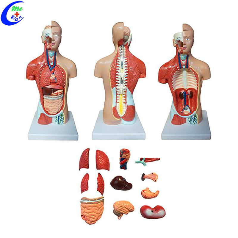 Human Anatomical Dual Sex Torso Model