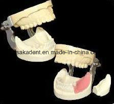 Dental Implant Practice Model (OSA-2002A)