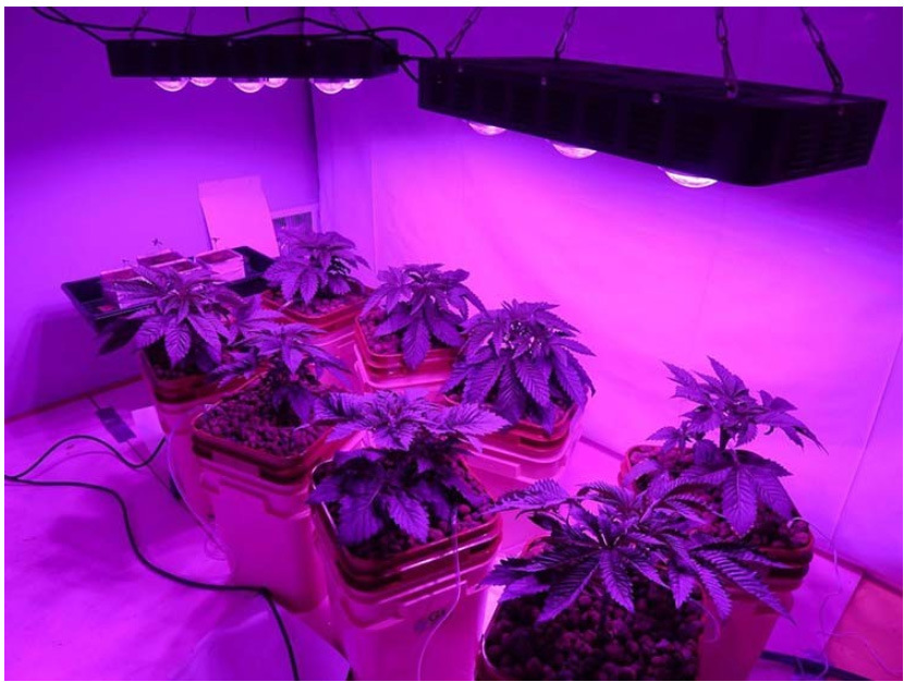 COB Plant Grow Lamp LED for Medical Plants