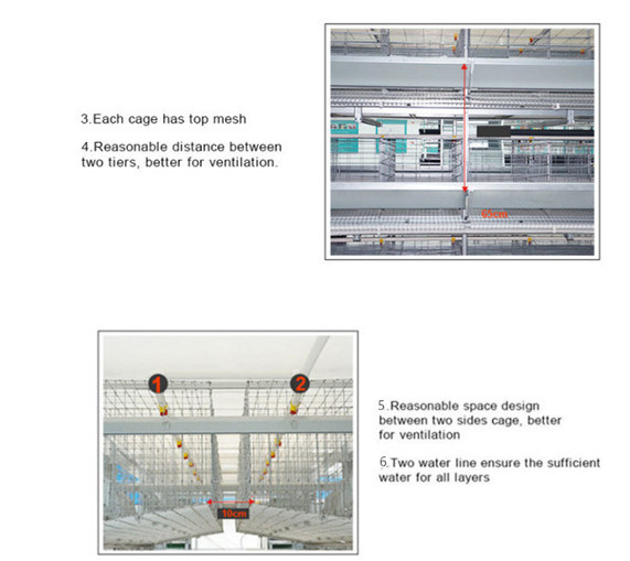 Reasonable and Cheap Price Broiler Chicks Cage