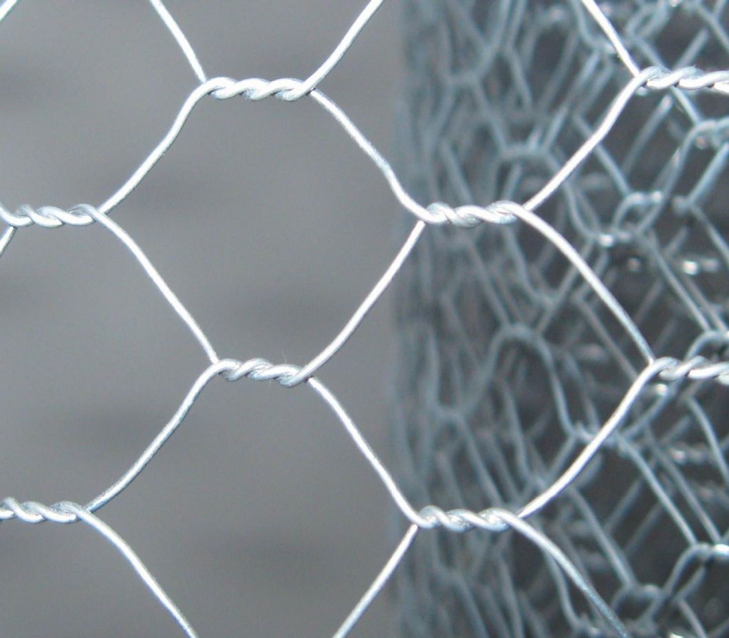 Chicken Wire Mesh/Galvanized & PVC Coated Hexagonal Wire Mesh