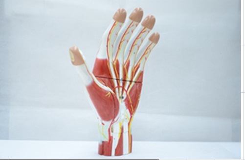 Anatomy of The Hand - 3 Parts Teaching Model