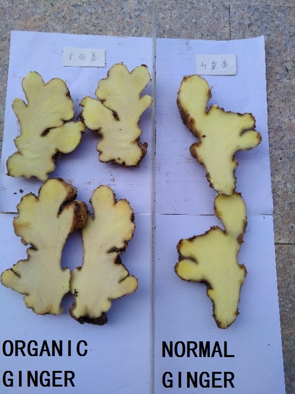 Chinese No Pesticide Fresh Organic Ginger