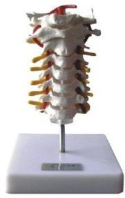 Xy-K21 Cervical Vertebral Column Model