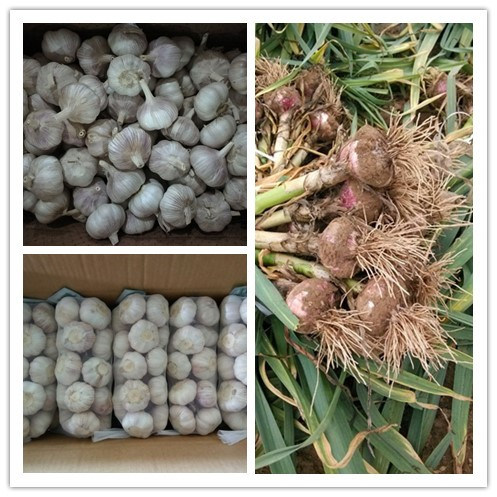 No 5 New Wholesale Shandong Good Price Export Solo Pure Peeled Fresh Dried Normal/Super White Dehydrated Garlic