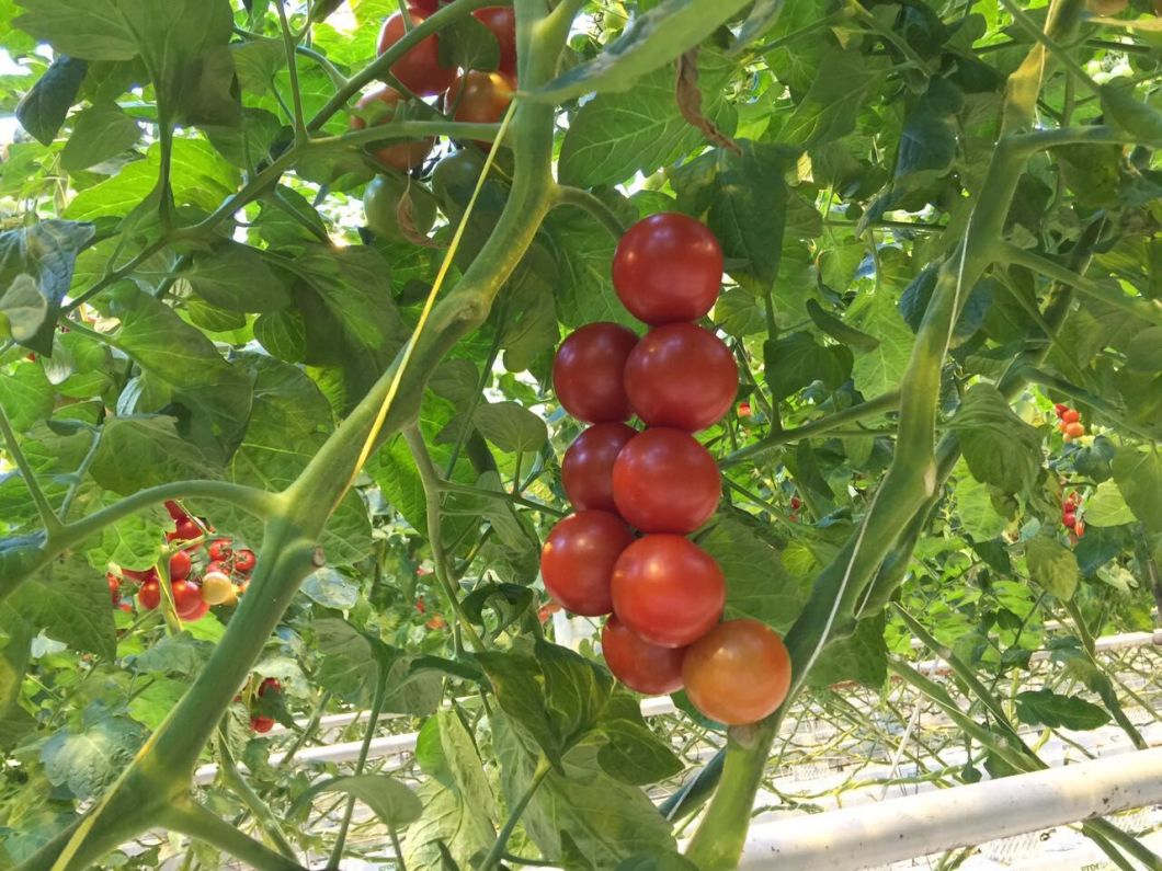 1mm PP Tomato Packing Twine