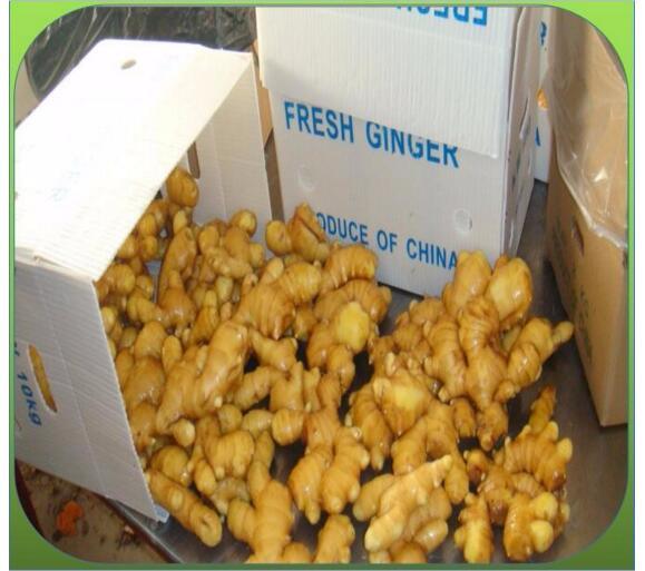 200g up Fresh Ginger Origin China