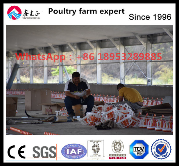 Auto Drinking System for Broiler Chicken