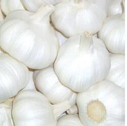 Pure Garlic with Good Price for Exporting