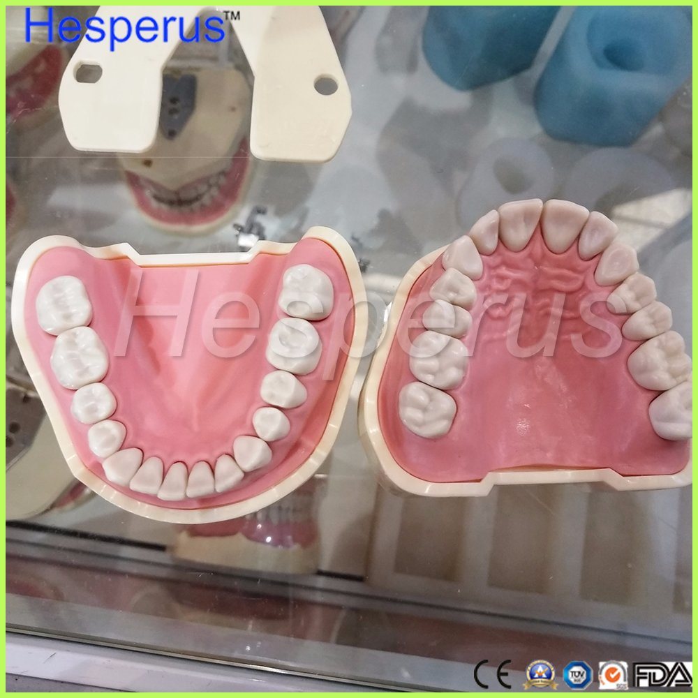 Dental Soft Gum Removable 28PCS Teeth Model Nissin 200 Compatible Hesperus