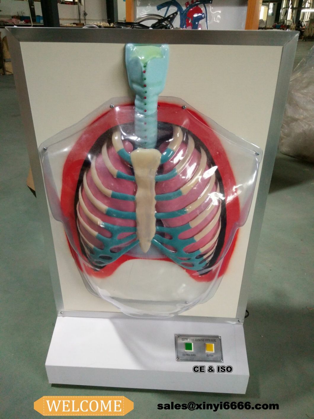 High Electric Human Respiratory System Model for Medical Teaching. (anatomical model)