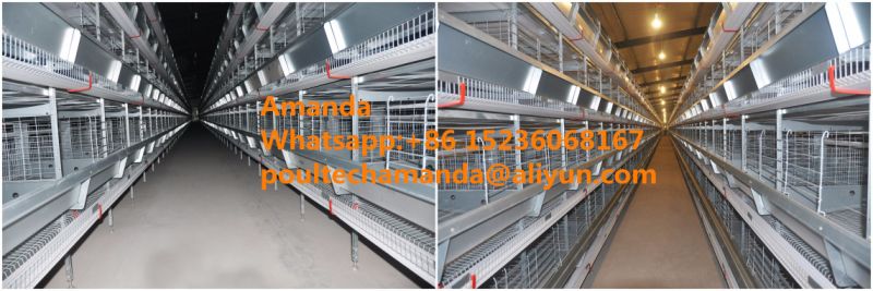 Automatic Good Price & Quality H Frame Type Layer Cage Equipment