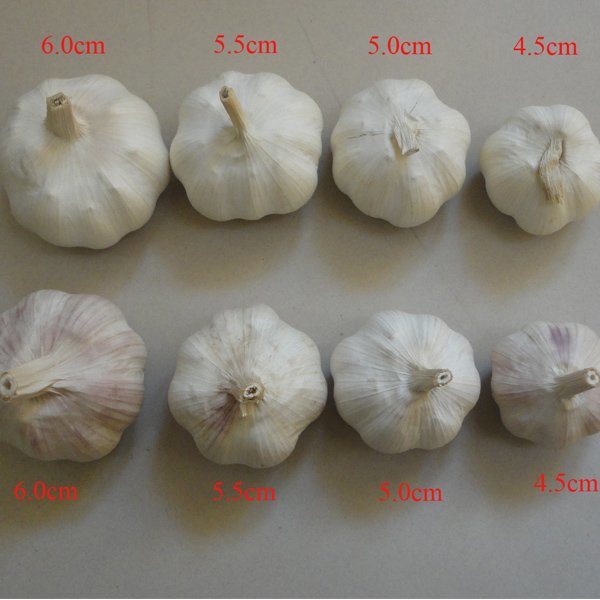 Fresh Normal White 5-6cm Garlic