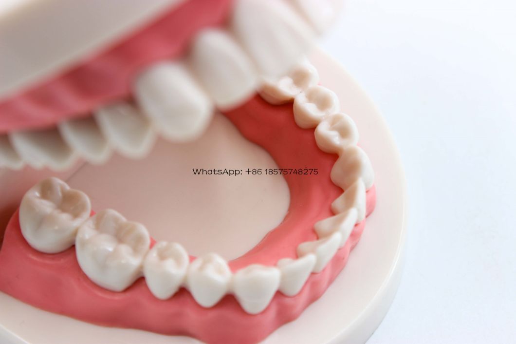 Dental Education Teeth Model Implant Practice Model