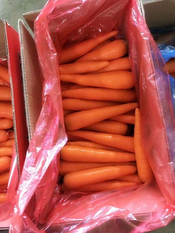 2017 New Crop Fresh Red Carrot