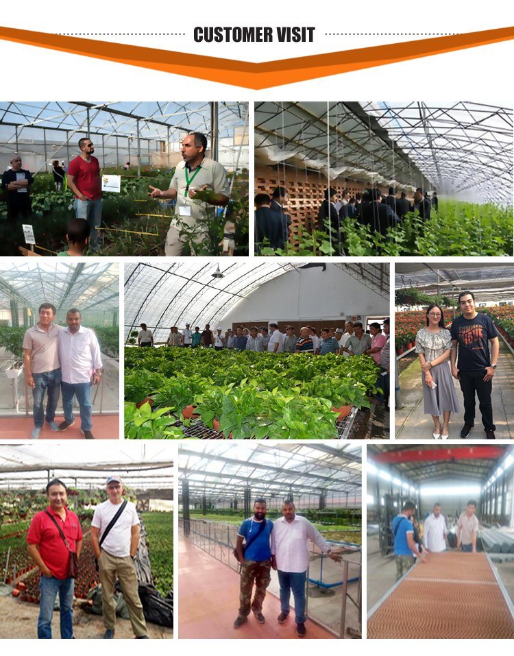 Hot Sale China Supplier Multi-Span Agricultural Film Low Price Greenhouse