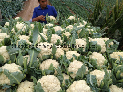 2017 IQF Frozen Cauliflower for Exporting
