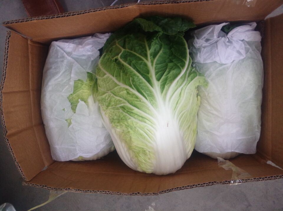 2018 New Crop Fresh Chinese Cabbage