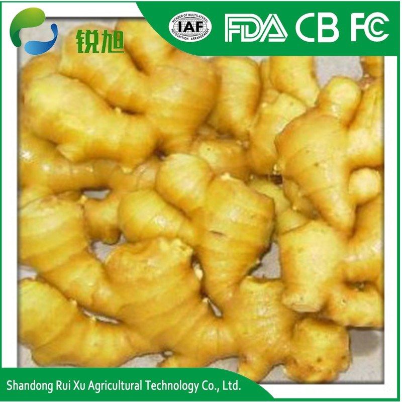 Fresh Ginger Material Bulk IQF Frozen Ginger for Sale