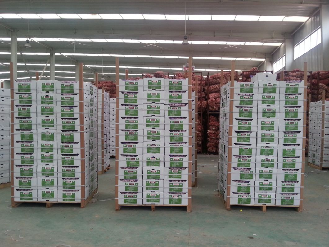 No 5 New Wholesale Shandong Good Price Export Solo Pure Peeled Fresh Dried Normal/Super White Dehydrated Garlic