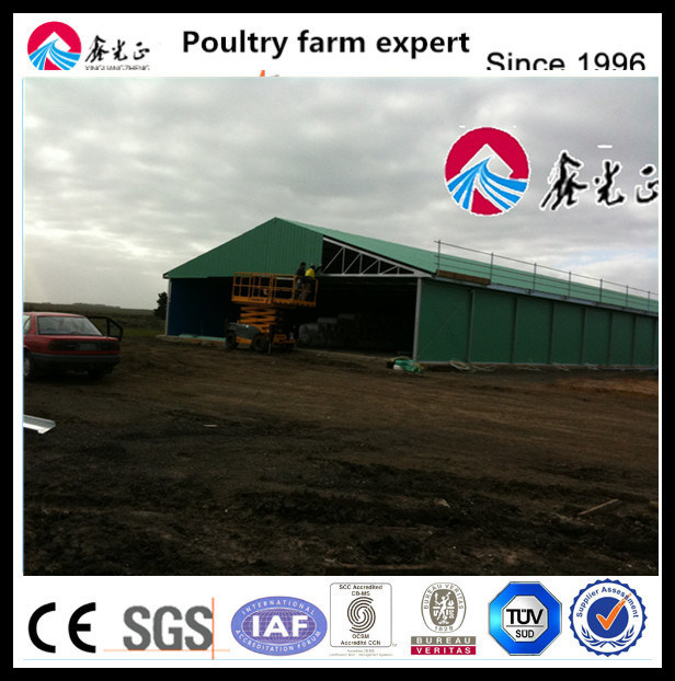 Cheap and Automatic Poultry Farm Feed Pan System