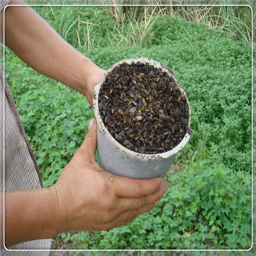 Solar Powered Insect Pest Mosquito Killer for Organic Farm