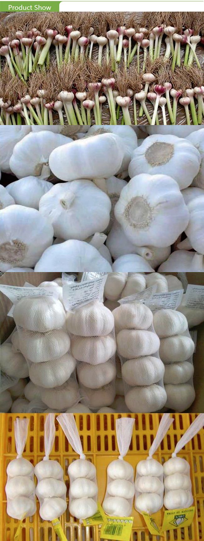 2017 Normal Fresh White Garlic