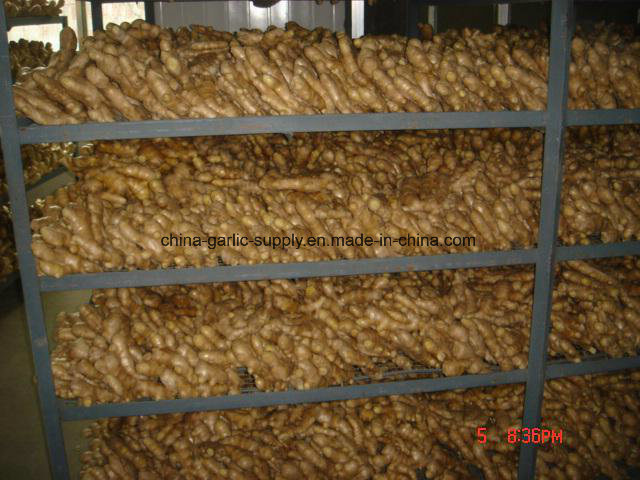 Quality Wholesale Anqiu New Crop Dehydrated Fresh/Dried Air Dry Ginger, Pickled Peeled Garlic Gengibre Ginger Price