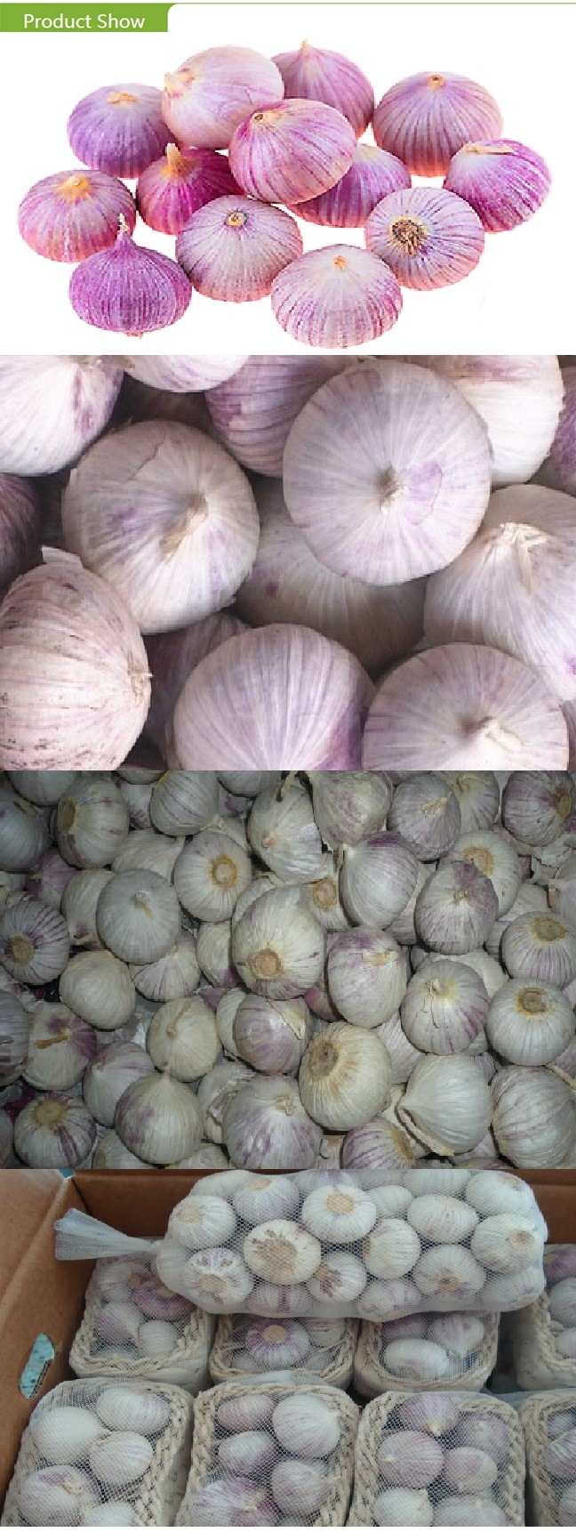 Fresh Chinese Solo Garlic with Export Standard