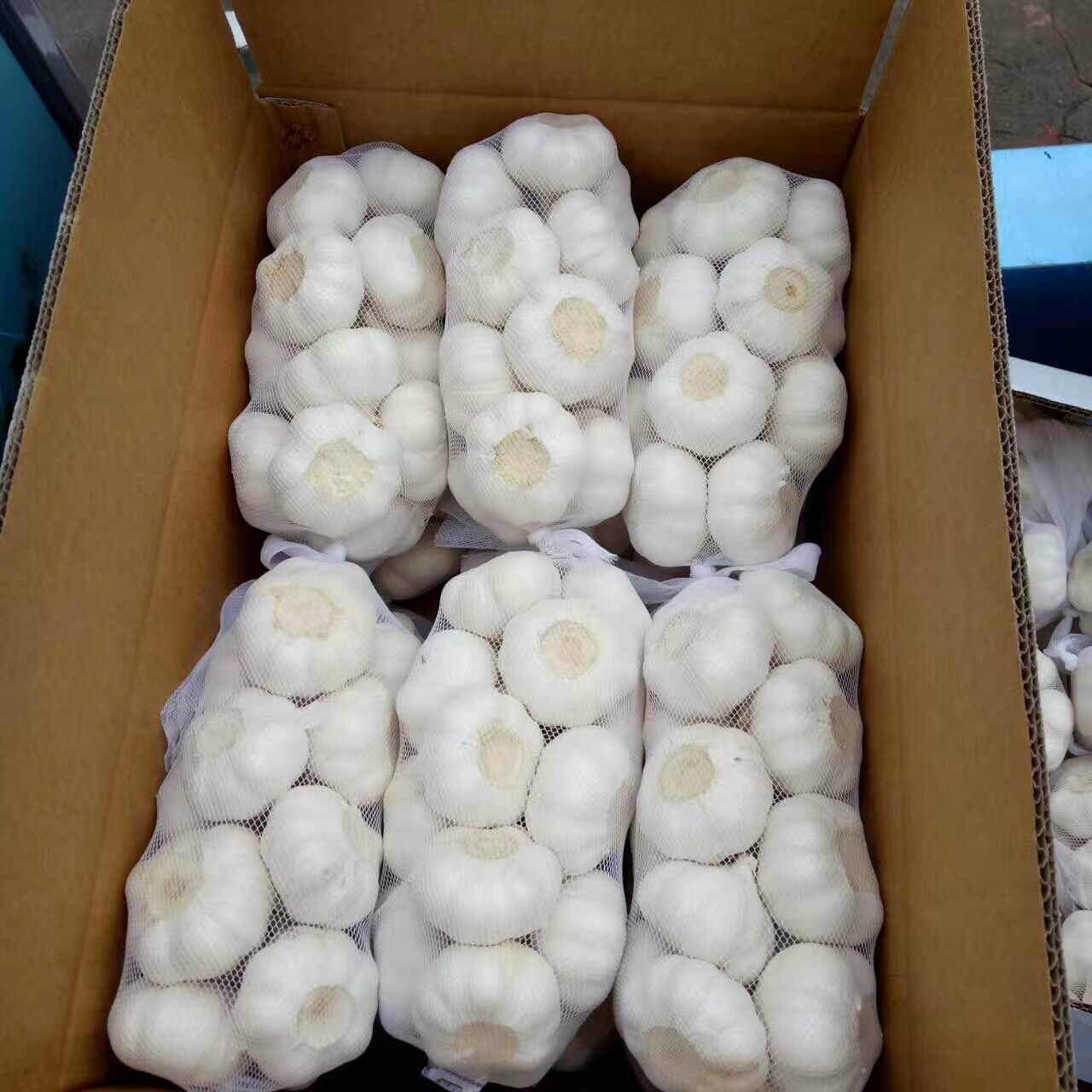 Frischer Knoblauch 1 kg Netzbeutel 10 kg Karton Fresh Garlic 1kg mesh bag 10kg carton