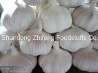 Purple Garlic &Normai Garlic From China