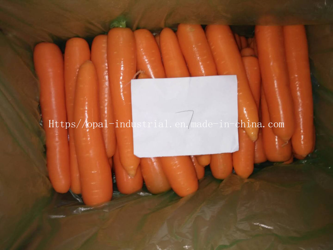 10kg Carton China Fresh Carrot