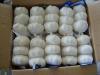 Pure Garlic From China for Exporting