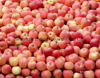 Chinese Fresh Gala Apple with Sweet Flavor
