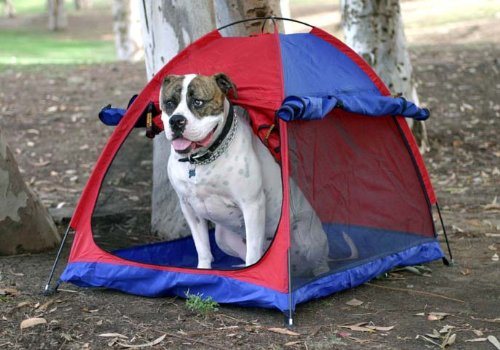 Cute Pet House/Pet Tent/ Dog House