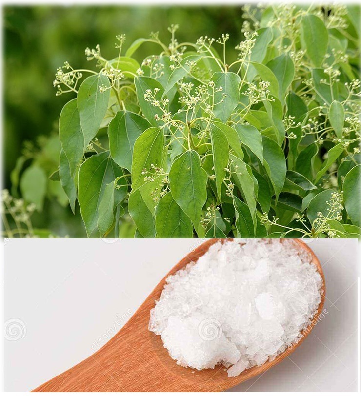 Pharmaceutical Intermediate High Quality Synthesis Camphor