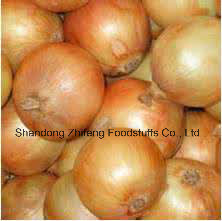 New Fresh Yellow Onion with Great Quality