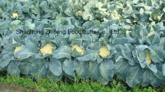 2018 New Crop Cauliflower with Good Price
