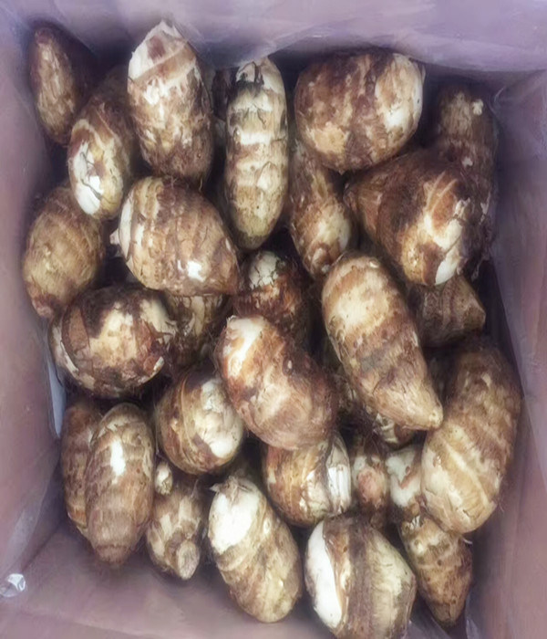 2017 Chinese New Crop Fresh Taro