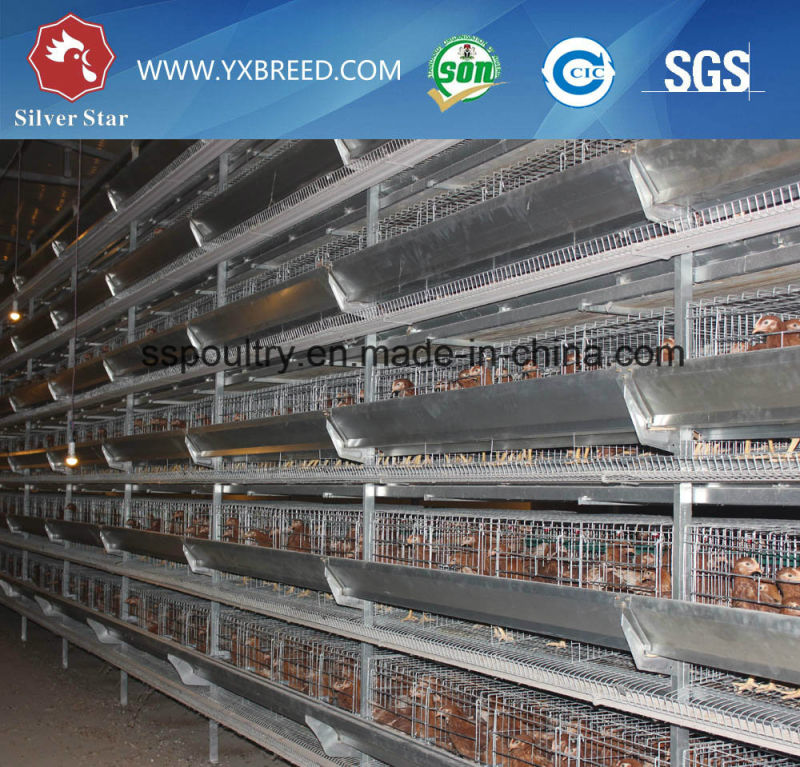 Hot Galvanized Wire Mesh Bird Container in Poultry Farms