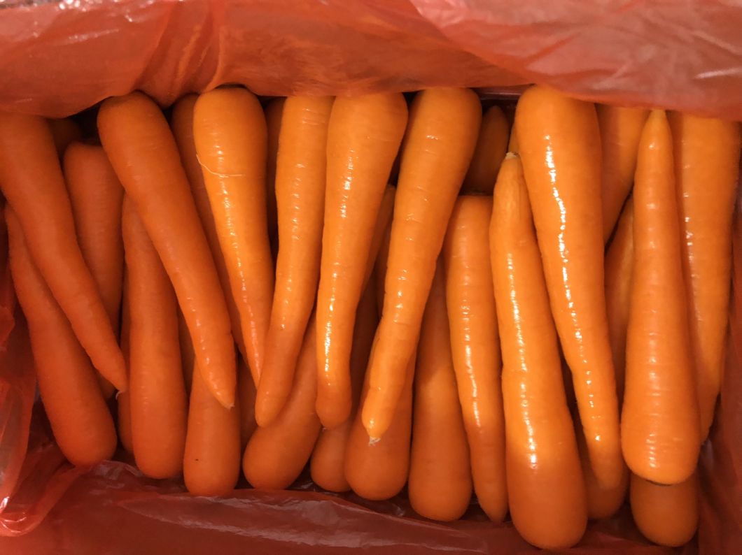Fresh Carrot (80-150g, 150-220g, 220-300g, 300g+)