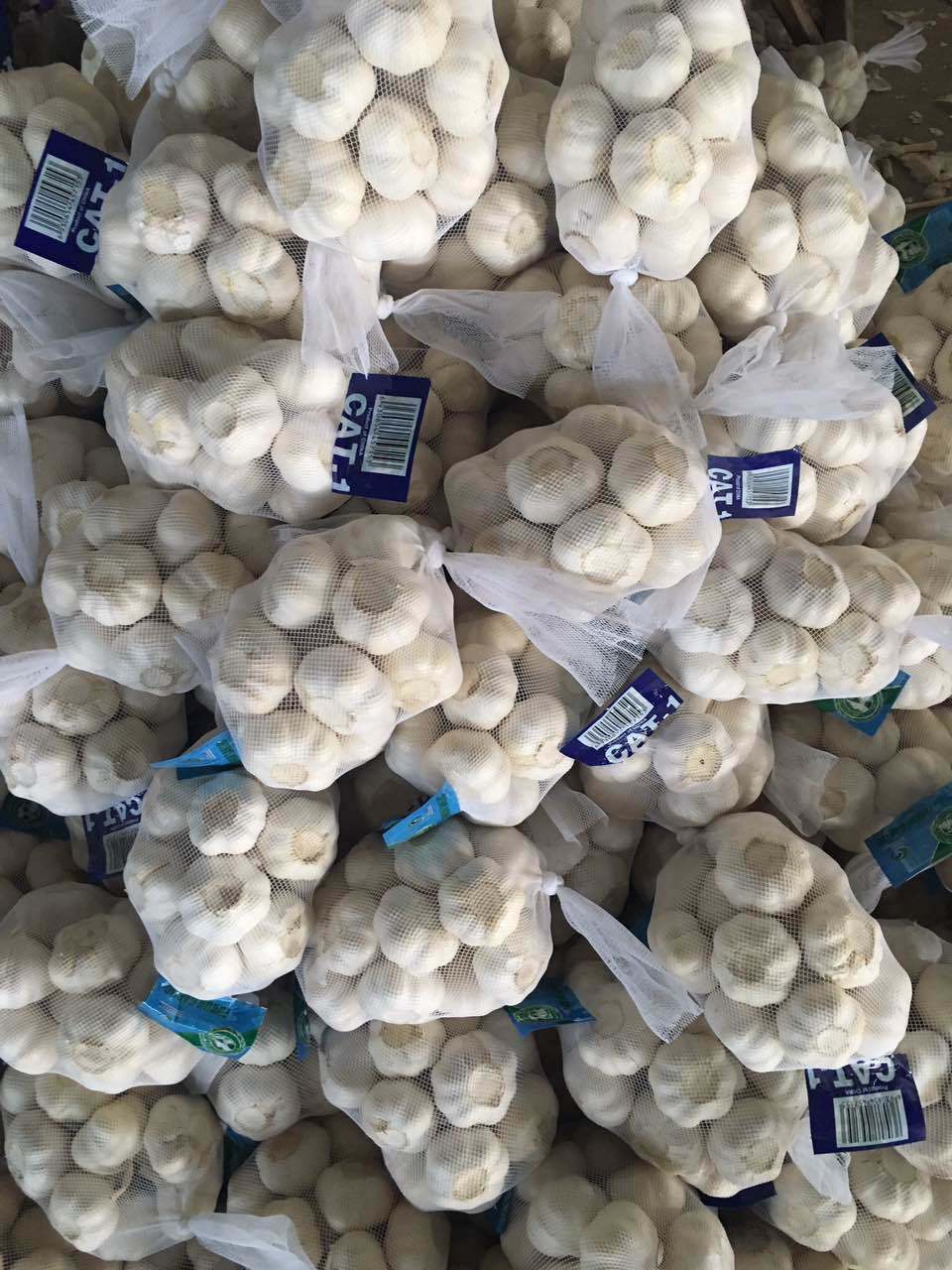 New Crop Chinese Fresh Pure White Garlic