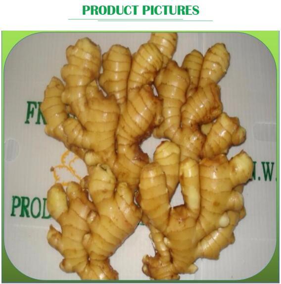 New Crop Fresh Ginger Wholesale Price