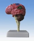 Xy-3307-7 Model of Human Brain (mini size)