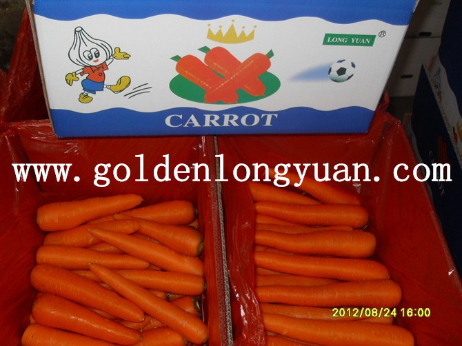 Chinese Fresh New Crop Carrot