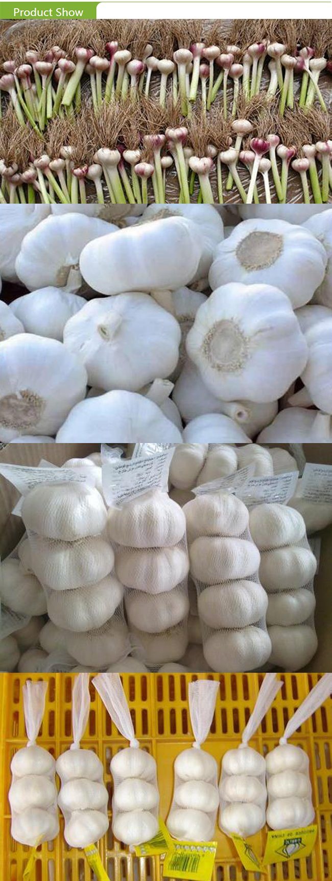 Top Quality Fresh Vacuum Peeled Garlic